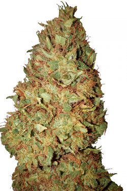 Honey Cookies (0,4/23) CBD+ CBD Buds