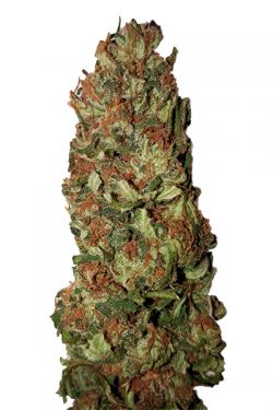 Lemon Pie (0,5/15) CBD+ CBD Buds